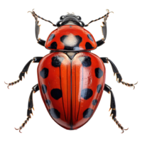 Ladybug isolated on transparent background . AI Generated png