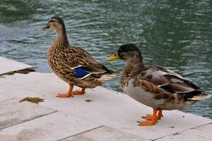 dos patos en pie en un repisa cerca un cuerpo de agua foto