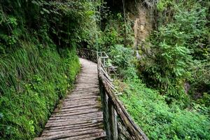 a wooden walkway in the jungle photo