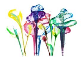 Abstract flowers .Hand watercolor painting and make graphic vector. png