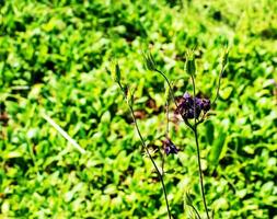 Tall bellflower, Campanula L. blooming in a sunny garden in July, closeup photo