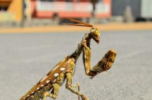 a praying mantis is standing on the ground photo