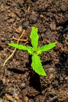 a small plant growing in the dirt photo