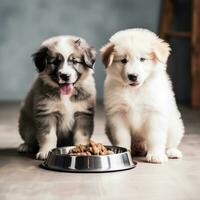 dos cachorros comer comida desde metal bochas en un gris loseta foto