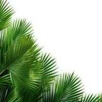 Palm leaves background photo