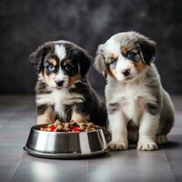 Two puppies eat food from metal bowls on a gray tile photo