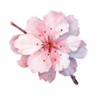 Sakura Cherry Blossom Watercolor isolated on transparent background. Generative AI png