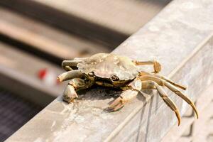 a crab sitting on a metal railing photo
