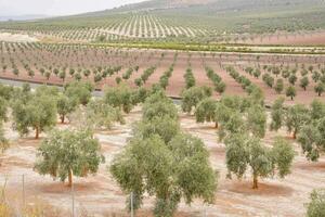 an olive grove in the middle of a desert photo