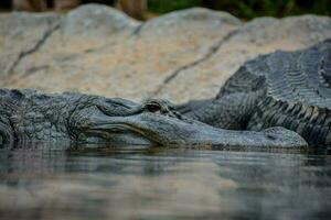 two alligators are resting in the water photo