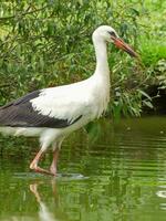 storks in germany photo