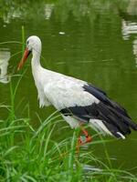 storks in germany photo