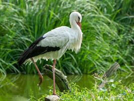 storks in germany photo