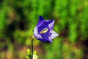 campanilla, campánula rotundifolia yo, floreciente en un soleado jardín. botánico jardín en dnipro, Ucrania. foto