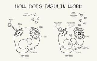 Hand drawn vector line art illustration explaining how does insulin work