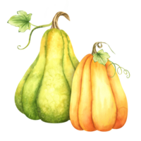 Ripe orange and green pumpkins and leaves. Farm organic autumn vegetables. Autumn decoration. Isolated. Watercolor illustration. It is perfect for thanksgiving and halloween cards or posters png