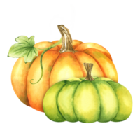 mogen orange och grön pumpor och löv. bruka organisk höst grönsaker. höst dekoration. isolerat. vattenfärg illustration. den är perfekt för tacksägelse och halloween kort eller posters png