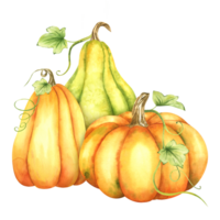 Ripe orange and green pumpkins and leaves. Farm organic autumn vegetables. Autumn decoration. Isolated. Watercolor illustration. It is perfect for thanksgiving and halloween cards or posters png