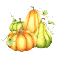 Ripe orange and green pumpkins and leaves. Farm organic autumn vegetables. Autumn decoration. Isolated. Watercolor illustration. It is perfect for thanksgiving and halloween cards or posters png