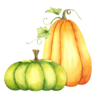 maduro laranja e verde abóboras e folhas. Fazenda orgânico outono legumes. outono decoração. isolado. aguarela ilustração. isto é perfeito para Ação de graças e dia das Bruxas cartões ou cartazes png