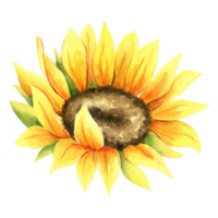 Sunflower. Yellow Field flower. Watercolor illustration. Hand painted. Isolated. Floral illustration for design invitation cards, print, fabric or background. png
