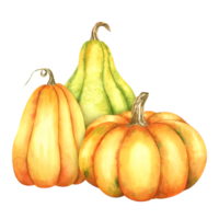 Ripe orange and green pumpkins. Farm organic autumn vegetables. Autumn decoration. Isolated. Watercolor illustration. Hand drawing. It is perfect for thanksgiving and halloween cards or posters png