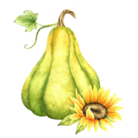 Green pumpkin and sunflower. Farm organic autumn vegetables. Autumn decoration. Isolated. Watercolor illustration. It is perfect for thanksgiving and halloween cards or posters png