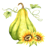 Green pumpkin and sunflowers. Farm organic autumn vegetables. Autumn decoration. Isolated. Watercolor illustration. It is perfect for thanksgiving and halloween cards or posters png