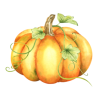 mogen orange pumpa. bruka organisk höst grönsaker. isolerat. vattenfärg illustration. hand teckning. den är perfekt för tacksägelse och halloween kort eller posters png