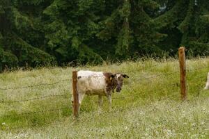 hiking in the austrian alps photo