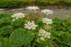 summer time in austria photo