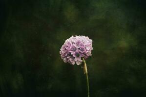 little pink summer field flower growing on a green background photo