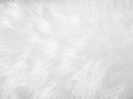 White clean wool texture background. light natural sheep wool. white seamless cotton. texture of fluffy fur for designers. close-up fragment white wool carpet. photo