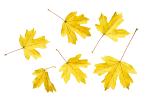 Set of autumn yellow maple leaves isolated on a white png