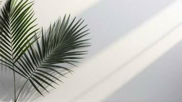 Minimalist background with palm leaves photo