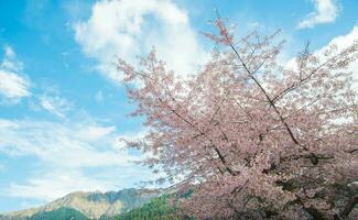 Cherry blossom blooming in Queenstown during the spring season in New Zealand. photo