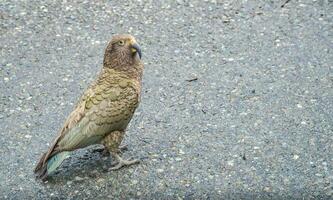 Kea the alpine parrot bird standing on the road along the way to Milford Sound in South Island of New Zealand. photo