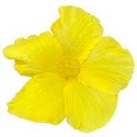 tropical hibiscus papillon plante png