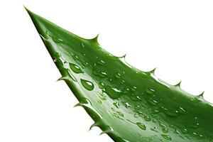 Aloe vera isolated on white or transparent background cutout. Generative AI photo