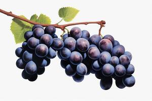 Grape plant isolated on white or transparent background cutout. Generative AI photo