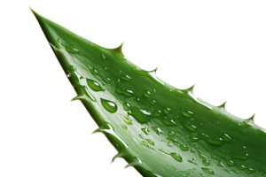 Aloe vera isolated on white or transparent background cutout. Generative AI png