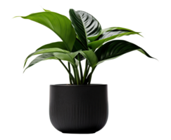 potted plant isolated on white or transparent background cutout. Generative AI png