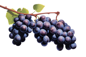 Grape plant isolated on white or transparent background cutout. Generative AI png