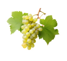 Grape plant isolated on white or transparent background cutout. Generative AI png