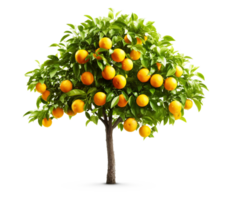 Orange tree isolated on white or transparent background cutout. Generative AI png