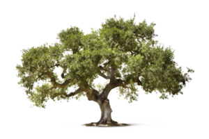 Tree isolated on white or transparent background cutout. Generative AI png