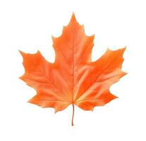 Orange maple leaf isolated on white or transparent background cutout. Generative AI photo