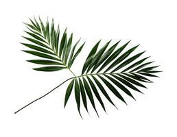 Tropical palm leaf isolated on white or transparent background cutout. Generative AI photo