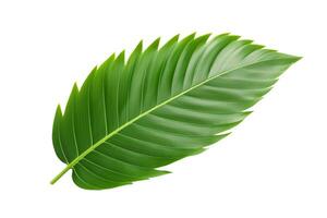 Tropical palm leaf isolated on white or transparent background cutout. Generative AI photo