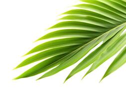 Tropical palm leaf isolated on white or transparent background cutout. Generative AI photo